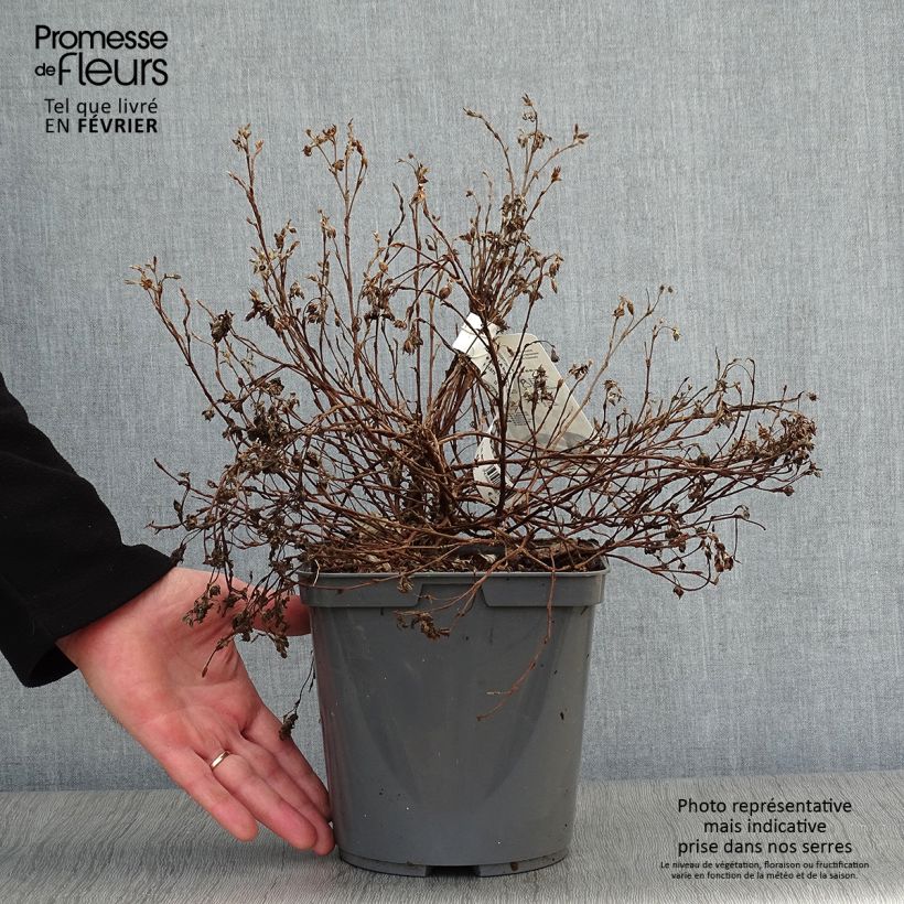 Potentille arbustive - Potentilla fruticosa Double Punch Peach Pot de 4L/5L esemplare consegnato in inverno