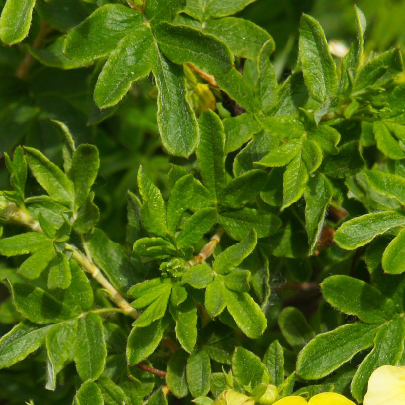 Potentilla fruticosa Sommerflor (Fogliame)