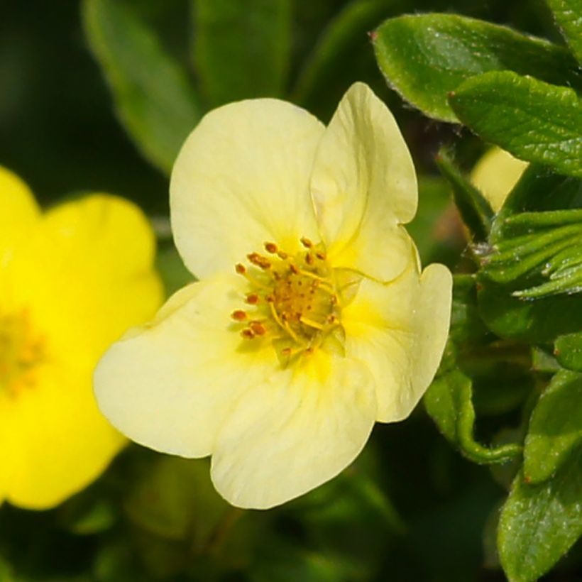 Potentilla fruticosa Sommerflor (Fioritura)