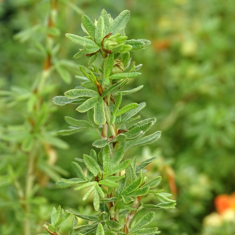 Potentilla fruticosa Orangissima (Fogliame)