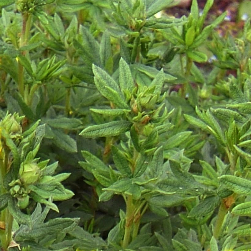 Potentilla fruticosa Red Lady (Fogliame)