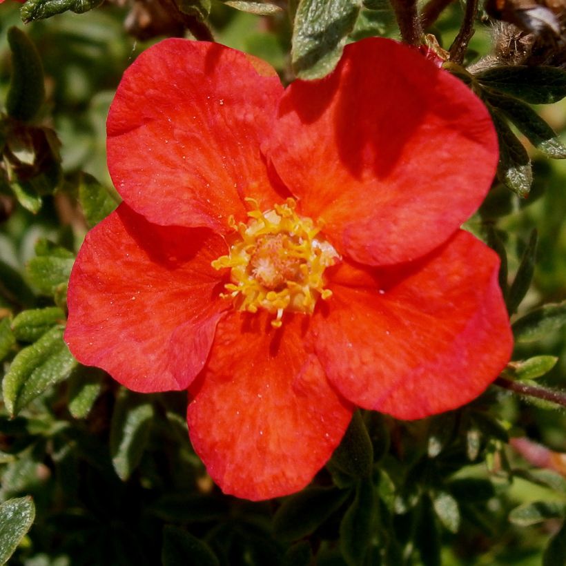 Potentilla fruticosa Red Lady (Fioritura)