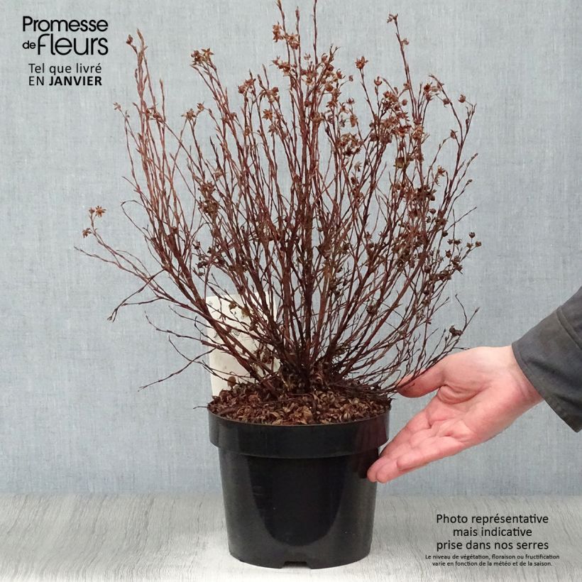 Potentilla fruticosa Pink Paradise en pot de 2L/3L. esemplare consegnato in inverno