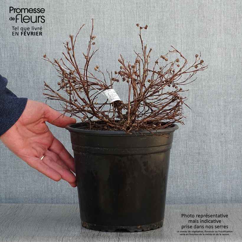 Potentille fruticosa Solar'issima Pot de 4L/5L esemplare consegnato in inverno