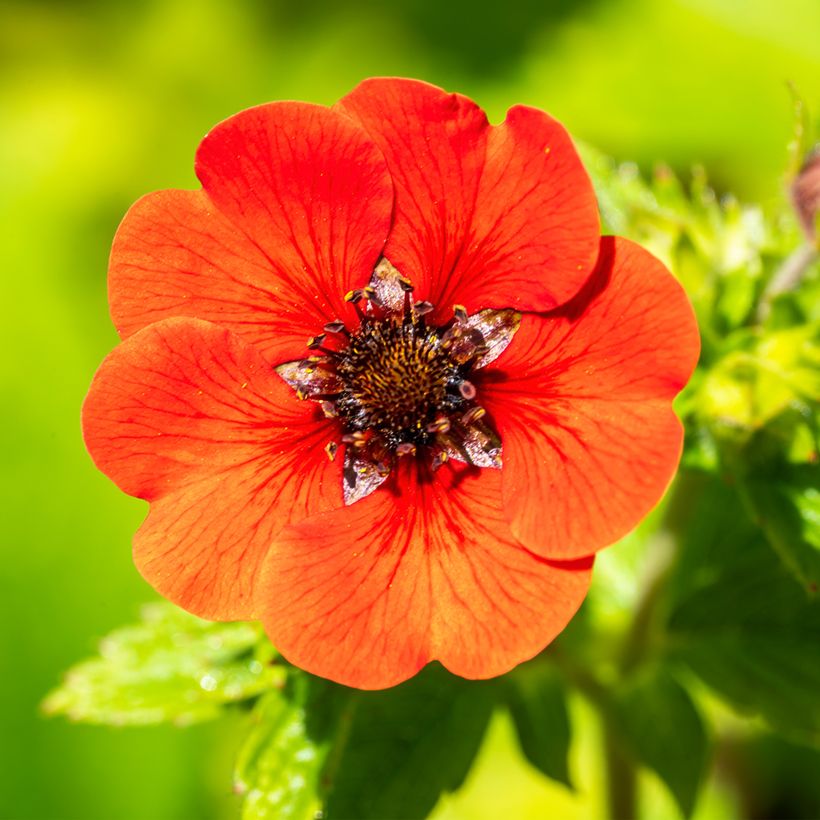 Potentilla Gibson's Scarlet (Fioritura)