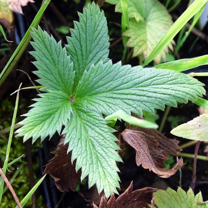 Potentilla William Rollisson (Fogliame)