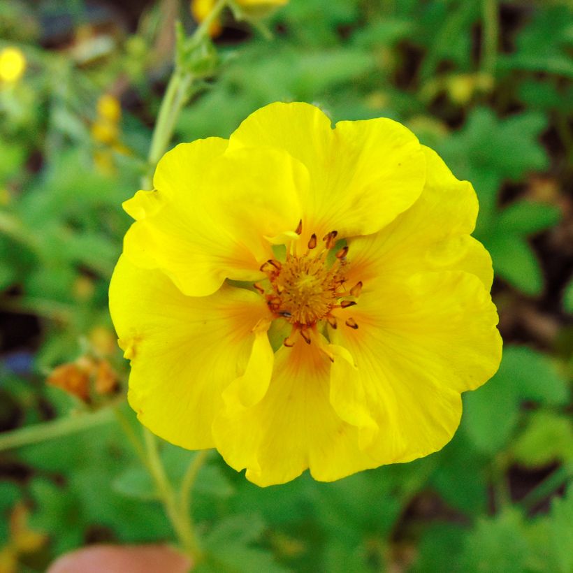 Potentilla Yellow Queen (Fioritura)