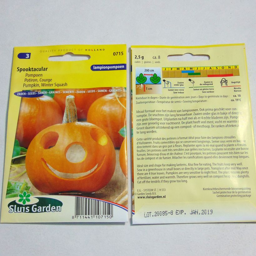 Esempio di esemplare Potiron d'Halloween Spooktacular - Courge - Cucurbita pepo Graines come consegnato