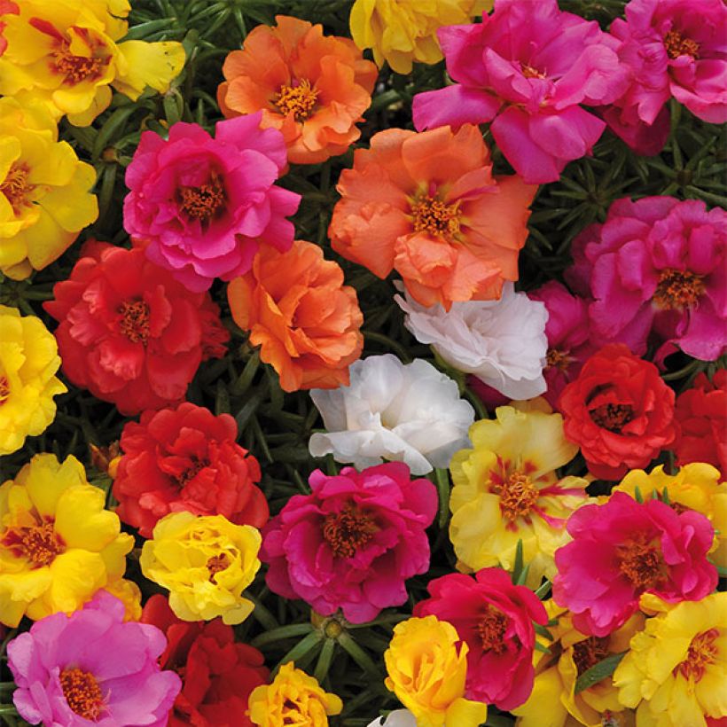 Portulaca grandiflora Sundial Mix (Fioritura)