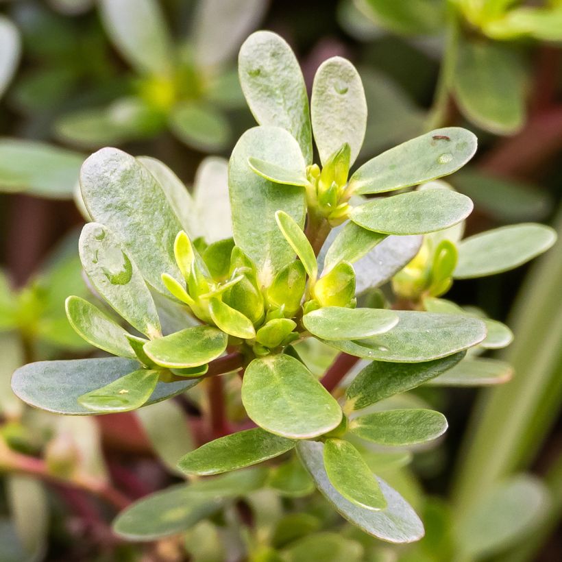 Portulaca oleracea - Porcellana (Fogliame)