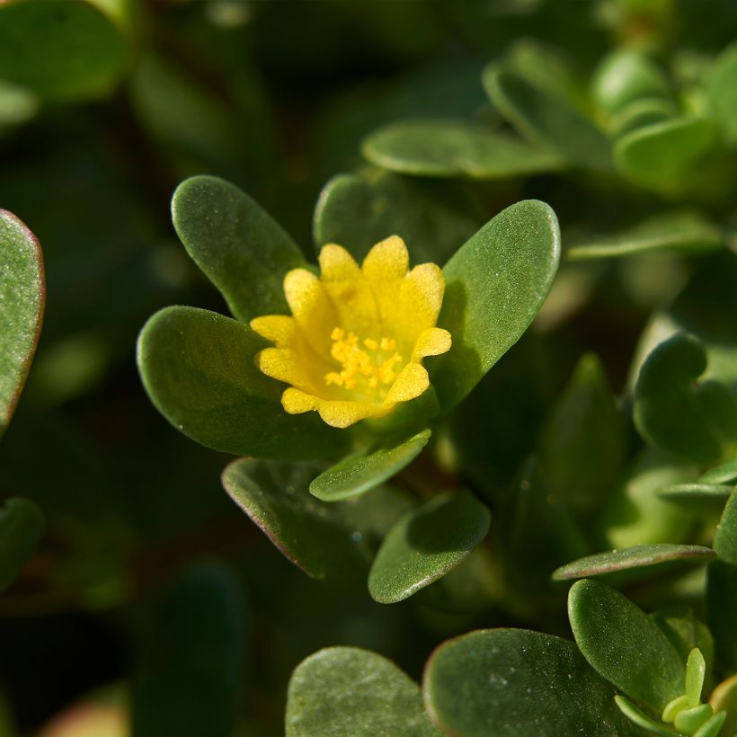 Portulaca oleracea - Porcellana (Fioritura)