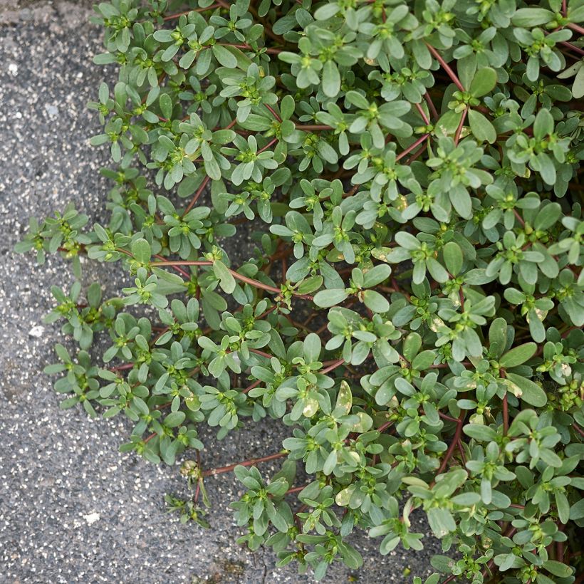 Portulaca oleracea - Porcellana (Porto)