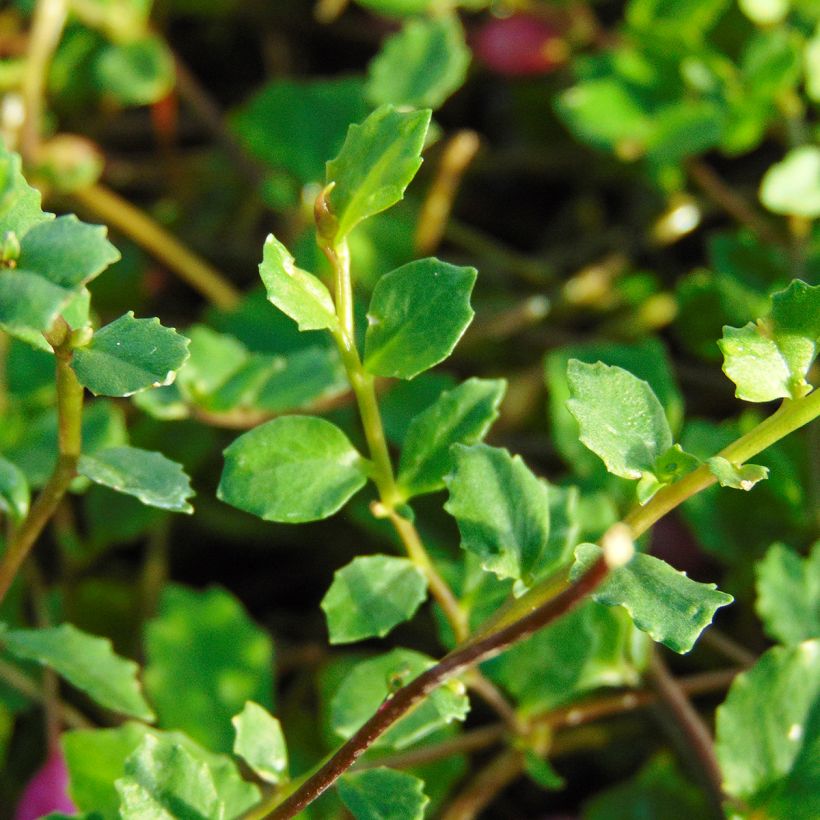 Pratia angulata (Fogliame)