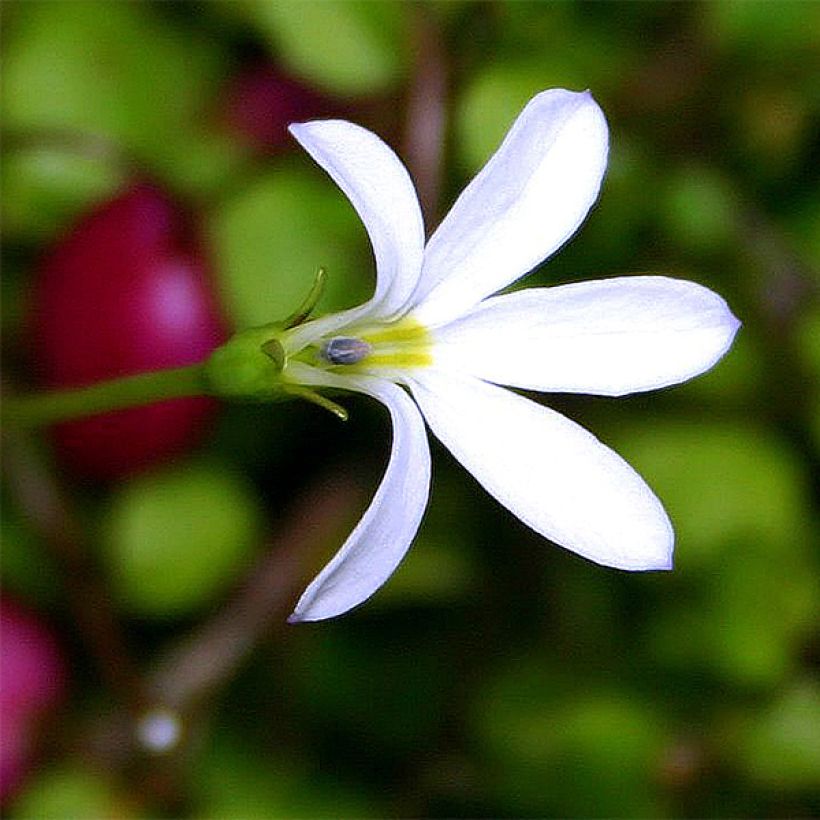 Pratia angulata (Fioritura)