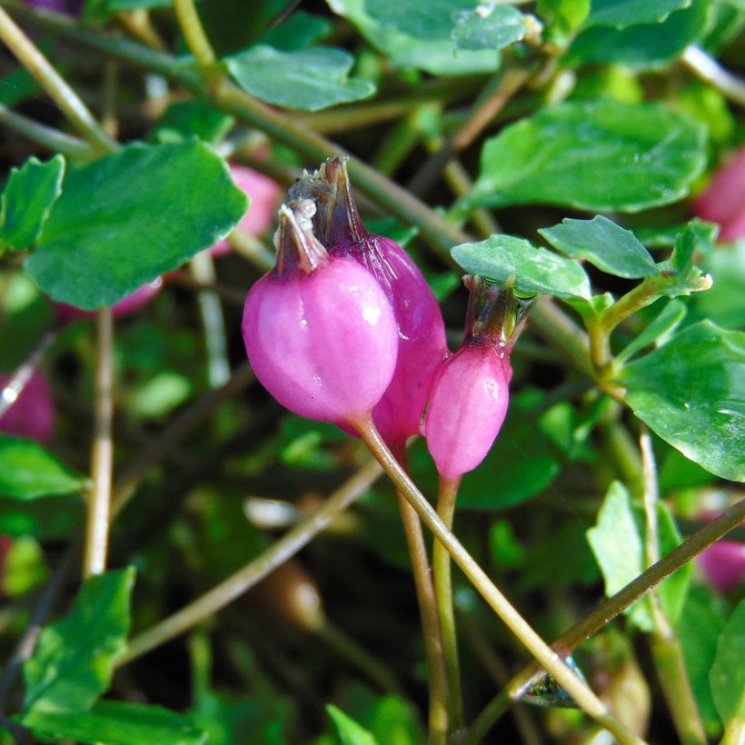 Pratia angulata (Raccolta)