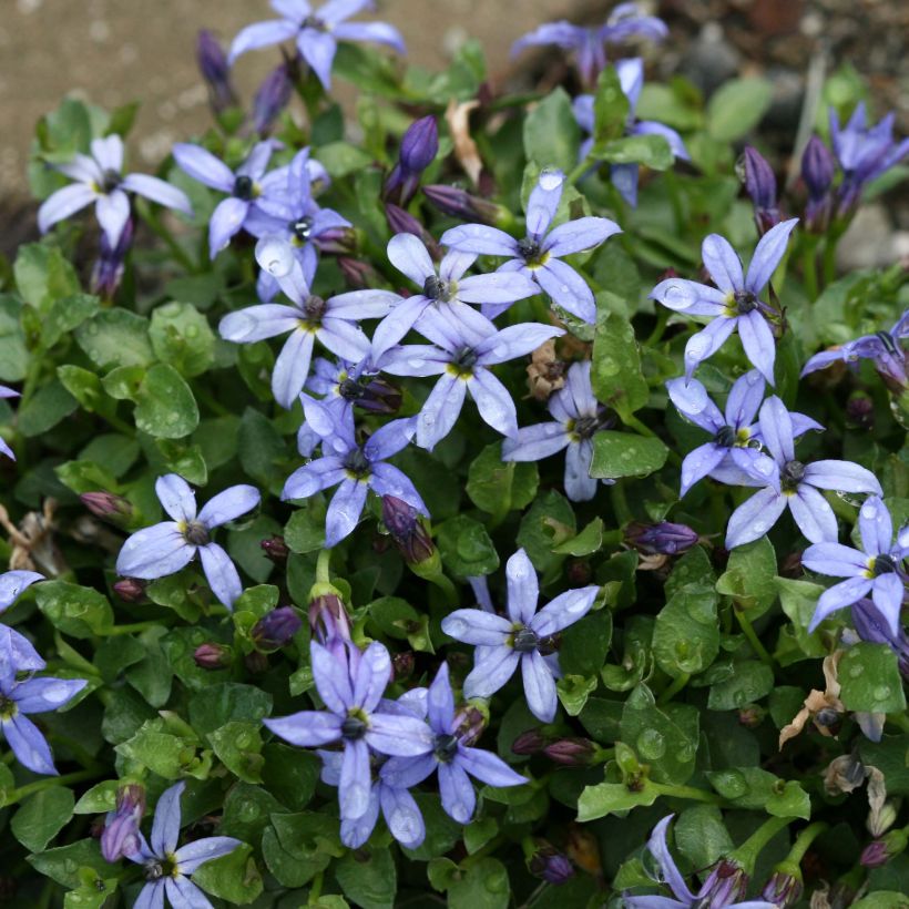 Pratia pedunculata County Park (Fioritura)