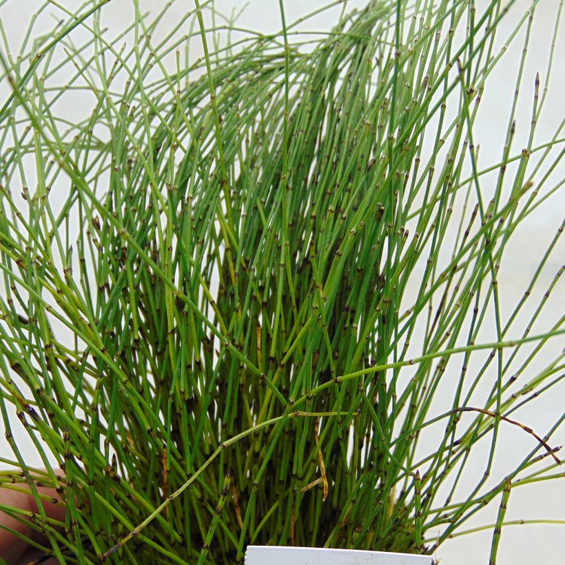 Equisetum scirpoides - Equiseto nano (Fogliame)