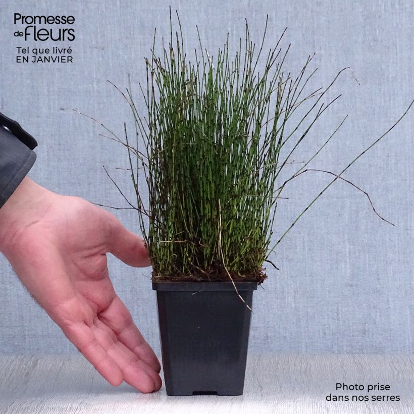 Prêle japonaise naine - Equisetum scirpoides Godet de 9cm esemplare consegnato in inverno