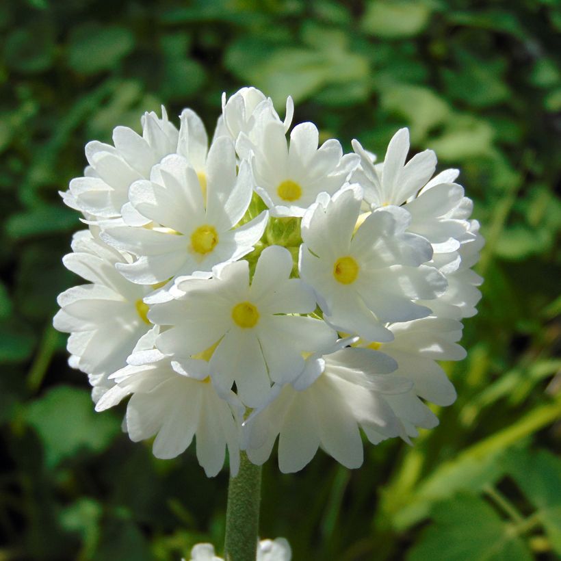 Primula denticulata Alba (Fioritura)