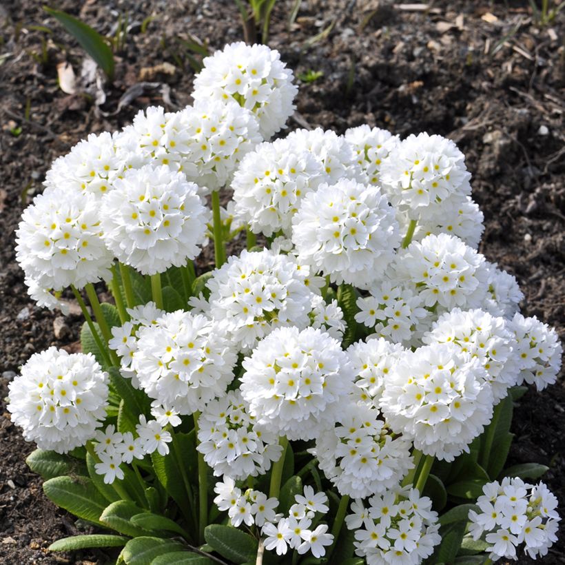 Primula denticulata Alba (Porto)