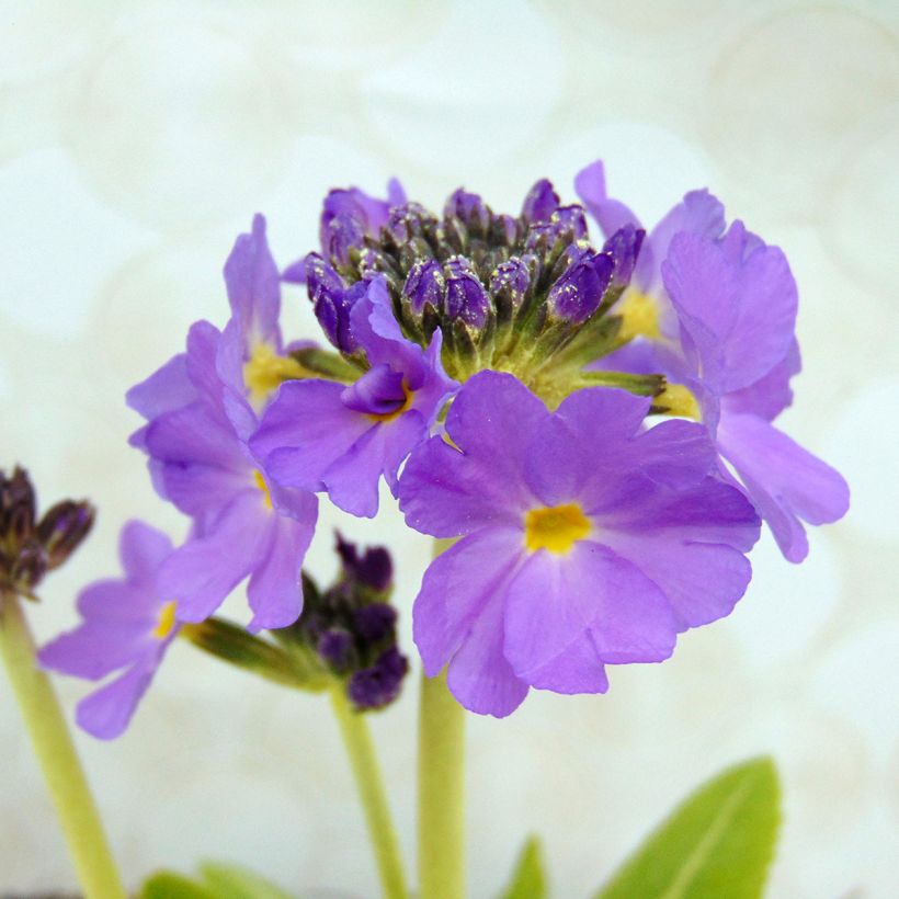 Primula denticulata Cashmeriana (Fioritura)