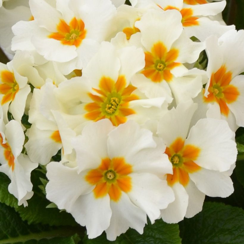 Primula eliator Colibri Withe Orange Eye - Primula maggiore (Fioritura)