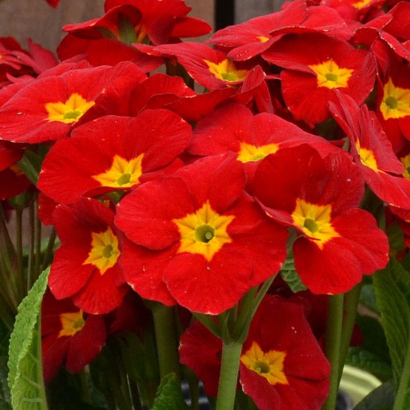 Primula eliator Veristar Late Red F1 - Primula maggiore (Fioritura)