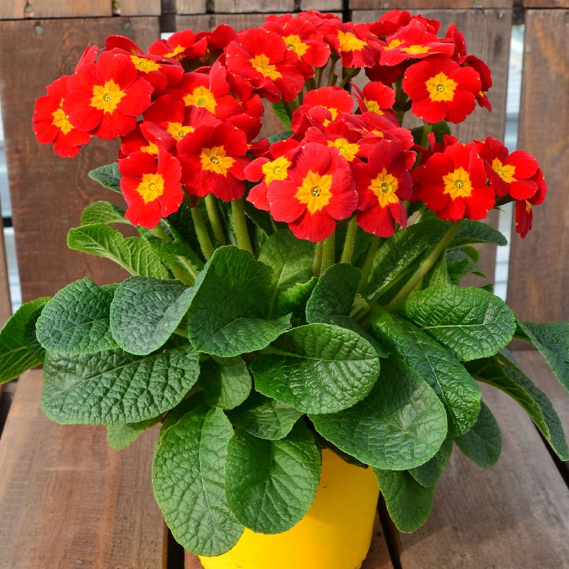 Primula eliator Veristar Late Red F1 - Primula maggiore (Porto)