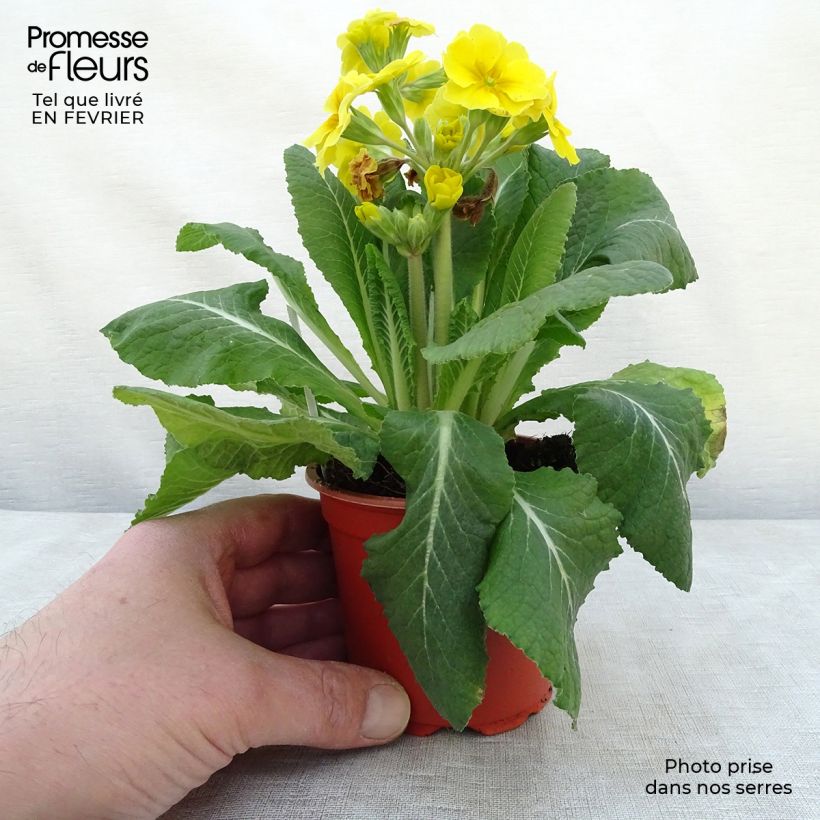 Primevère - Primula elatior Veristar Yellow Godet de 8/9 cm esemplare consegnato in inverno