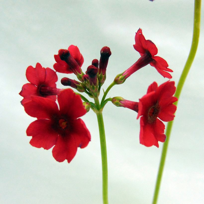 Primula japonica - Primula giapponese (Fioritura)