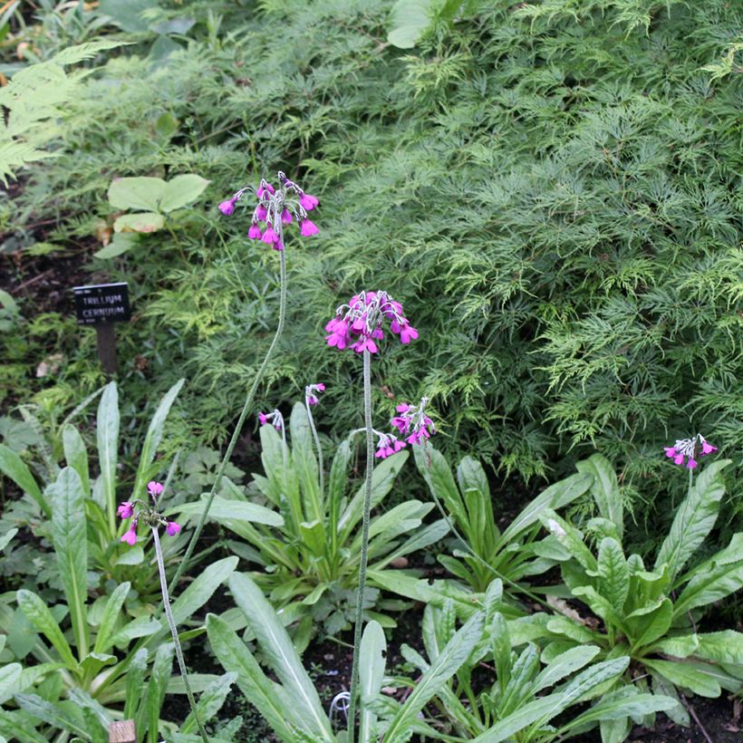 Primula secundiflora (Porto)