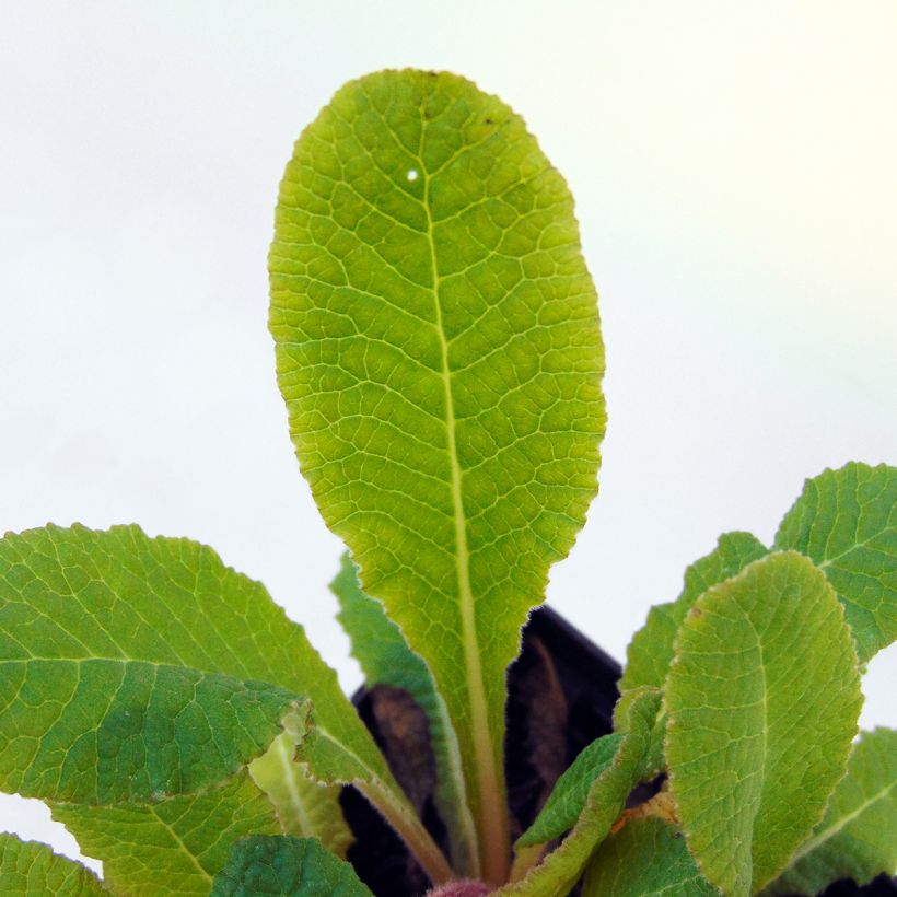 Primula Strong Beer (Fogliame)