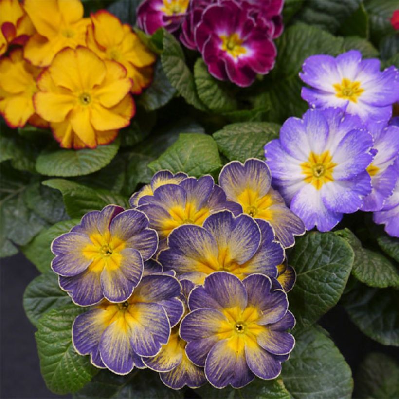 Primula F1 Starflame Mix (Fioritura)