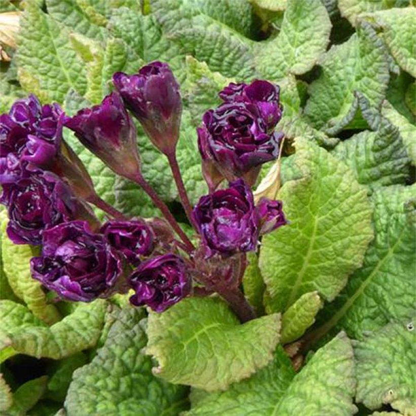 Primula Strong Beer (Fioritura)