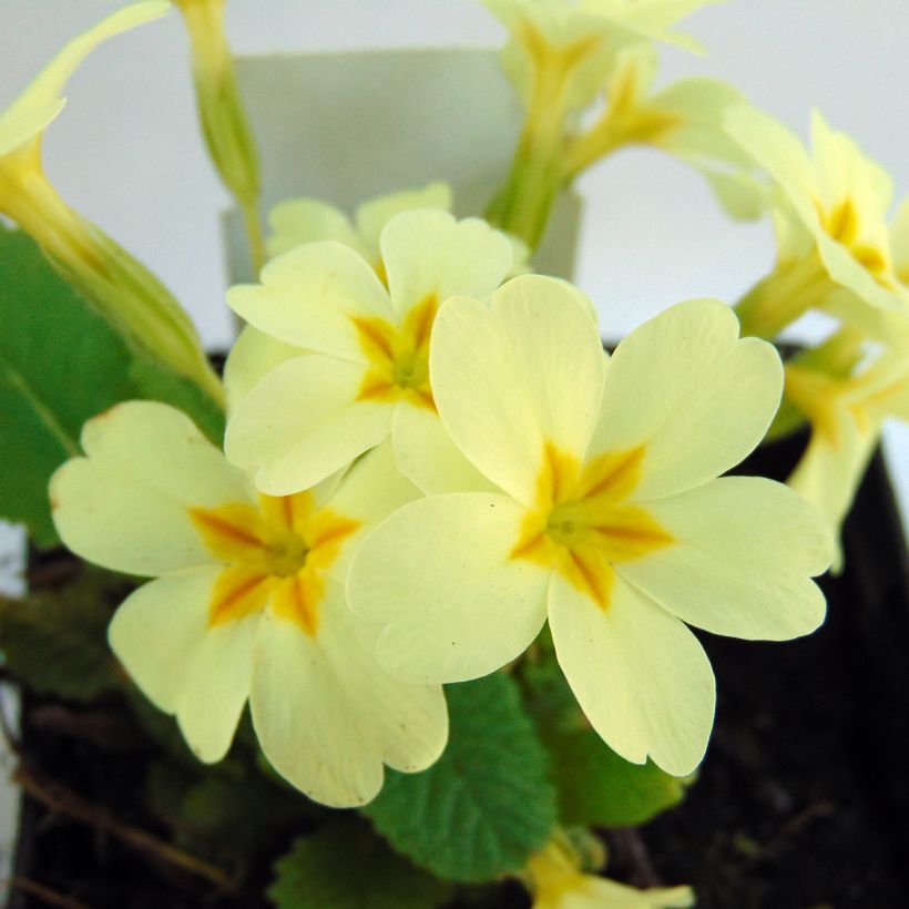 Primula vulgaris - Primula comune (Fioritura)