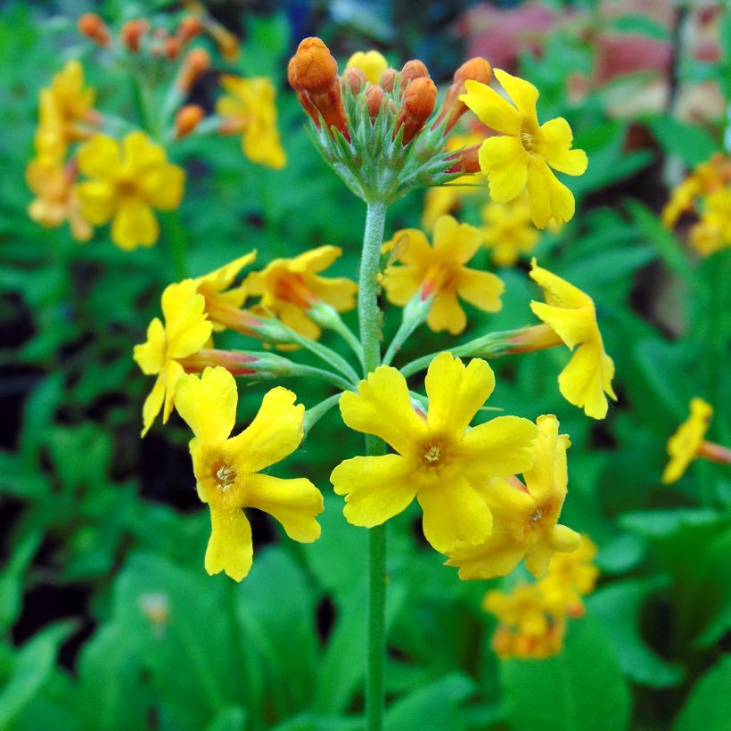 Primula bulleyana (Fioritura)