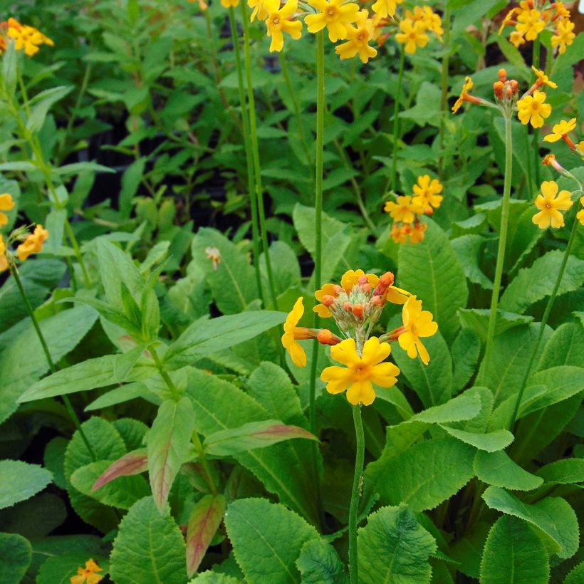 Primula bulleyana (Porto)