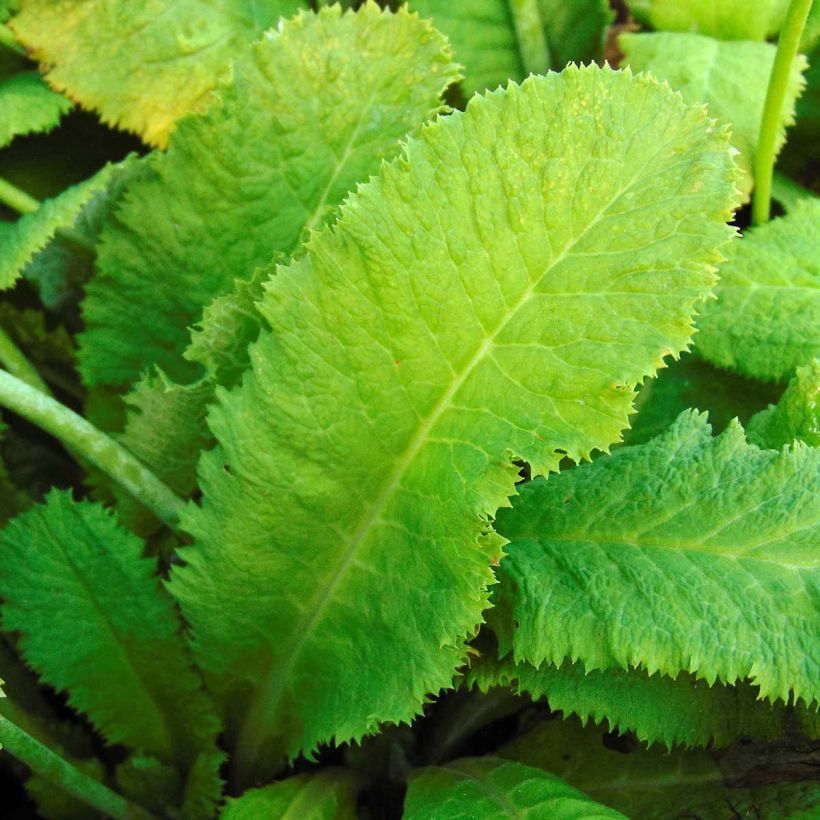 Primula capitata subsp. mooreana (Fogliame)