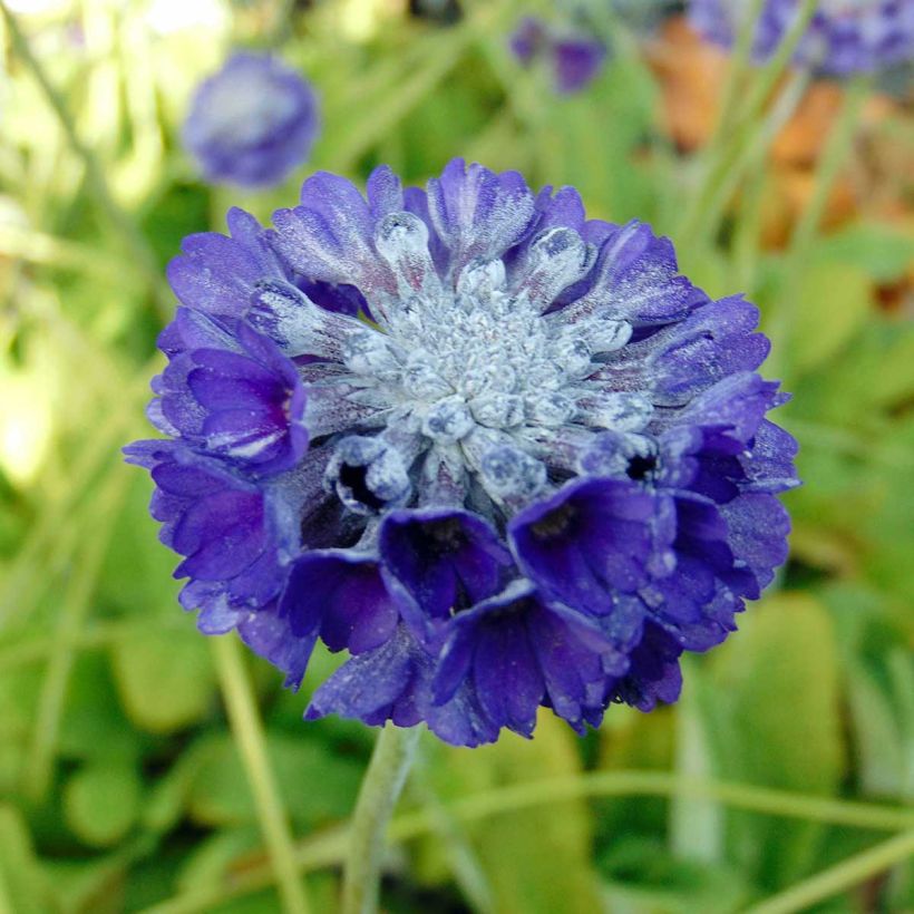 Primula capitata subsp. mooreana (Fioritura)