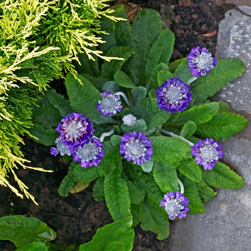 Primula capitata subsp. mooreana (Porto)