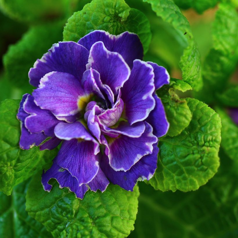 Primula Belarina Amethyst Ice (Fioritura)