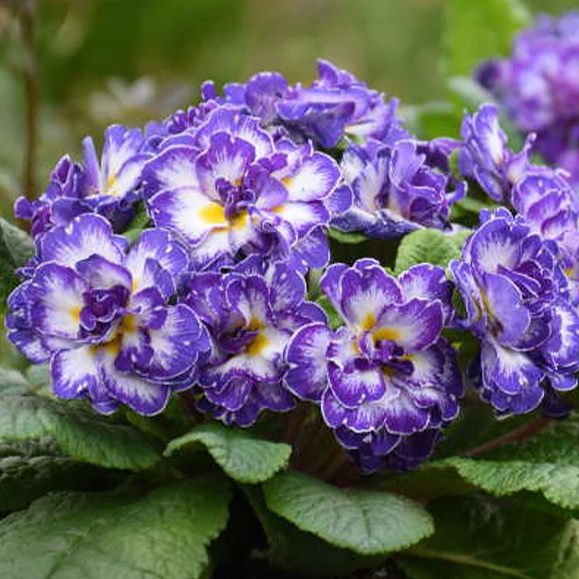 Primula Belarina Blue Ripples (Fioritura)