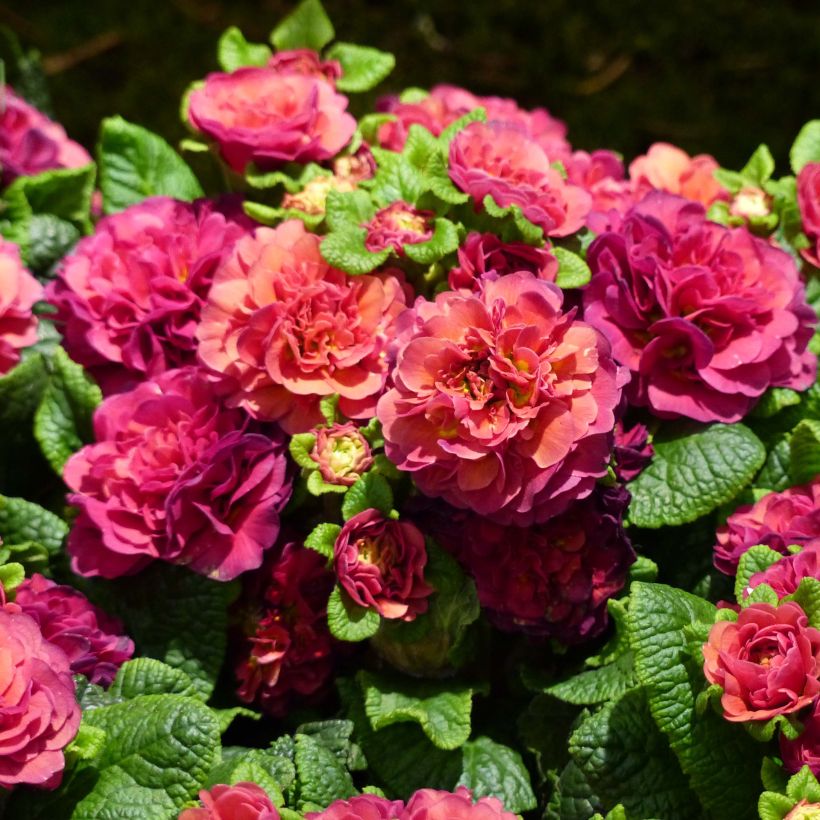 Primula Prima Belarina Carmen (Fioritura)