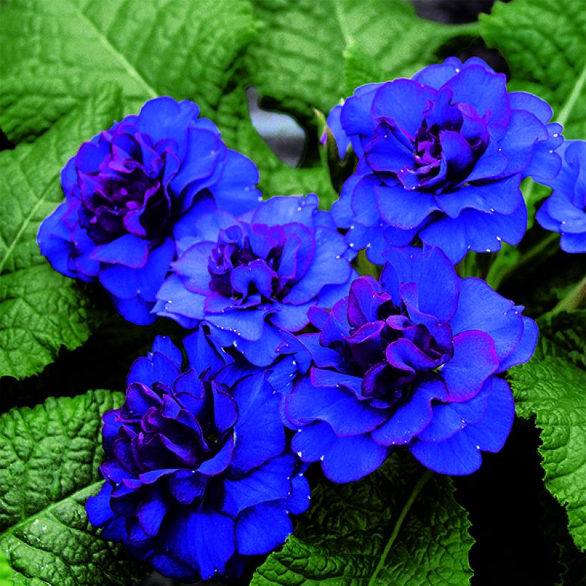 Primula Belarina Cobalt Blue (Fioritura)