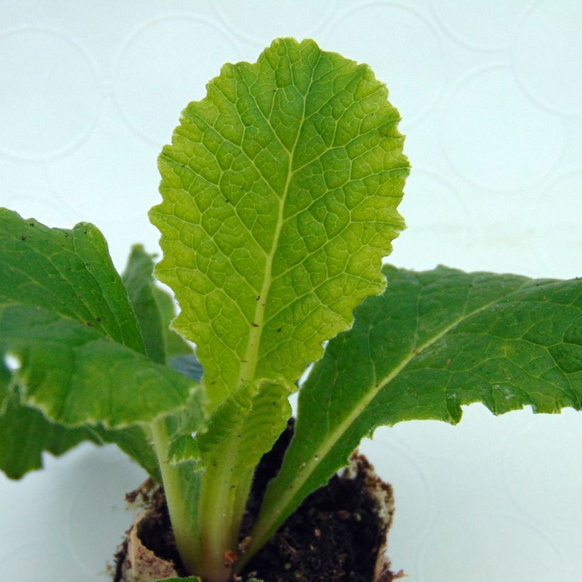 Primula Belarina Cobalt Blue (Fogliame)