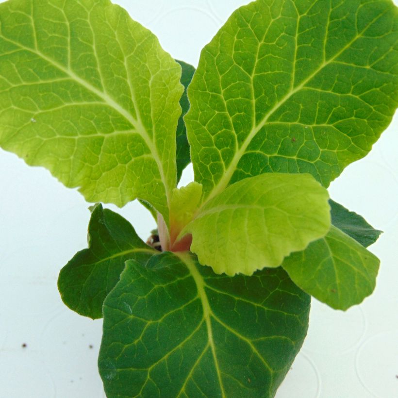 Primula Belarina Cream (Fogliame)