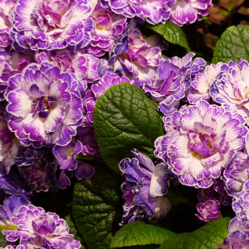 Primula Belarina Lively Lilac (Fioritura)