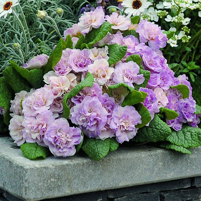 Primula Belarina Pink Champagne (Fioritura)