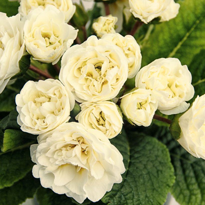 Primula Belarina Vanilla (Fioritura)