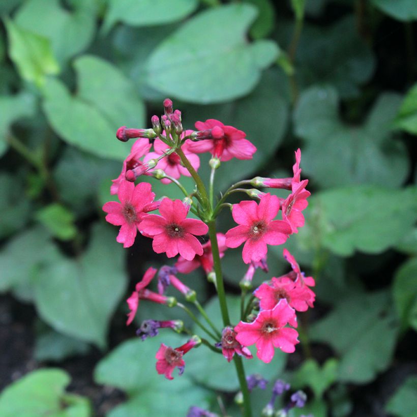 Primula japonica Millers Crimson - Primula giapponese (Fioritura)